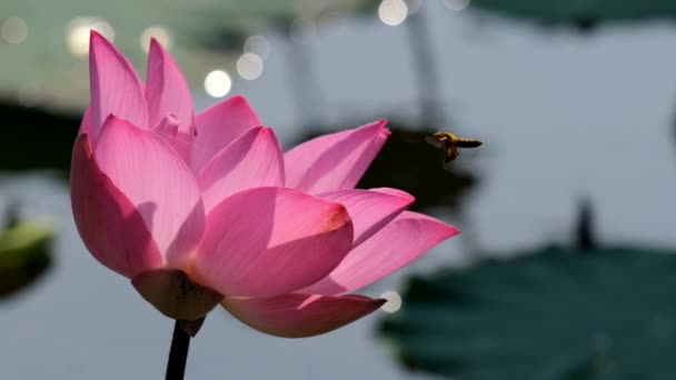 Bal Arısı Ile Pembe Lotus Çiçeği Yakın Odak Arı Toplama — Stok video