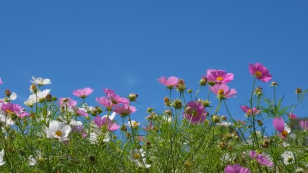 Kosmos Kwiaty Pole Kwitnący Sezonie Wiosennym Tantiem Wysokiej Jakości Darmowe — Wideo stockowe