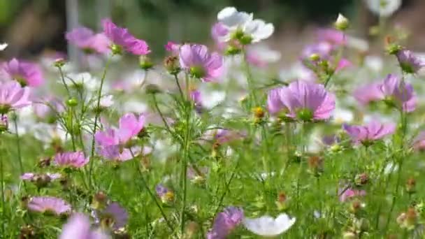 Cosmos Flores Campo Floreciendo Temporada Primavera Realeza Alta Calidad Archivo — Vídeo de stock