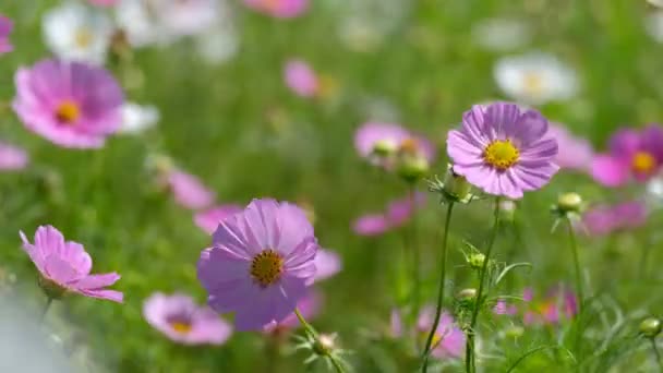 コスモスの花は春に咲きます ロイヤリティ高品質無料ストック ビデオ映像白いコスモスと晴れた日のピンクのコスモスと風に揺れる美しい庭園の — ストック動画