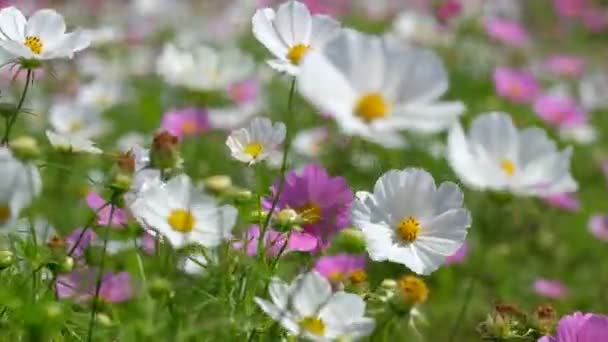 Cosmos flowers field blooming in spring season. Royalty high-quality free stock video footage of beautiful garden with white cosmos flower and pink cosmos flower in sunny day and swaying in wind — Stock Footage Cosmos Flowers Field Blooming Spring Season Royalty High Quality Free Royalty Free Stock Video