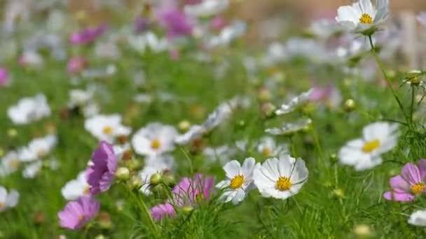 コスモスの花は春に咲きます ロイヤリティ高品質無料ストック ビデオ映像白いコスモスと晴れた日のピンクのコスモスと風に揺れる美しい庭園の — ストック動画