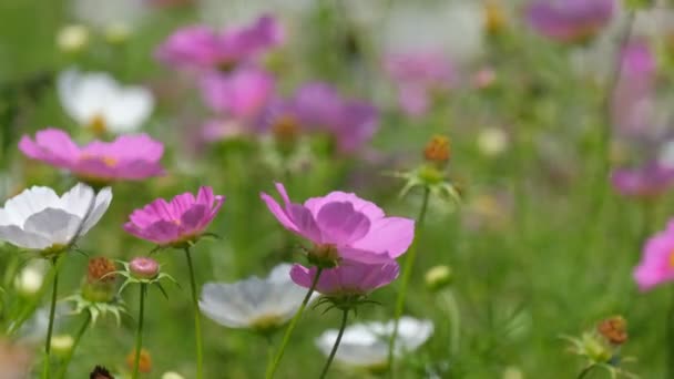 Kosmos Pole Květy Kvetoucí Jarní Sezóně Licencovaní Vysoce Kvalitní Bezplatné — Stock video