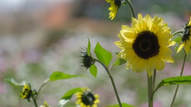 Jardín Girasoles Luz Del Sol Fondo Día Soleado Realeza Alta — Vídeo de stock