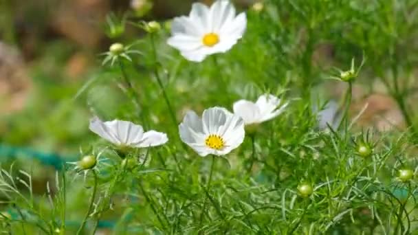 Cosmos Flowers Field Blooming Spring Season Royalty High Quality Free — Stock Video