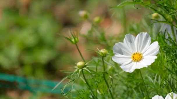 Campo Flores Cosmos Florescendo Temporada Primavera Royalty Imagens Vídeo Estoque — Vídeo de Stock