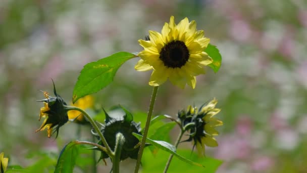 Słoneczniki Ogród Słońcu Słoneczny Dzień Tła Royalty Wysokiej Jakości Darmowe — Wideo stockowe