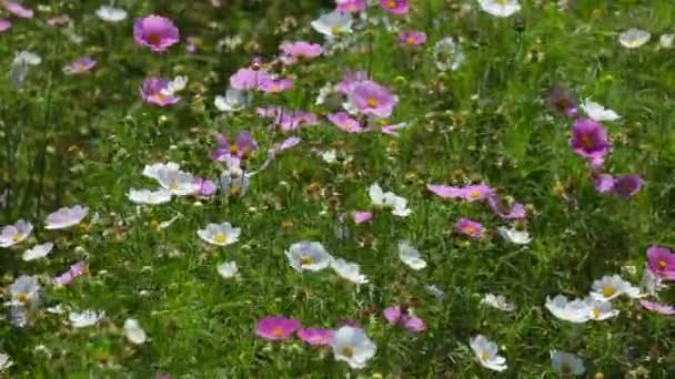 Champ de fleurs Cosmos fleurissant au printemps. Redevance de haute qualité vidéo stock gratuit de beau jardin avec fleur de cosmos blanc et rose fleur de cosmos dans la journée ensoleillée et oscillant dans le vent  