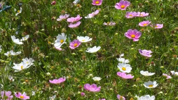 Cosmos Flowers Field Blooming Spring Season Royalty High Quality Free — Stock Video