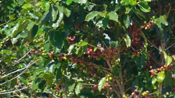 Coffee Bean Koffie Boom Café Plantage Royalty Hoge Kwaliteit Gratis — Stockvideo