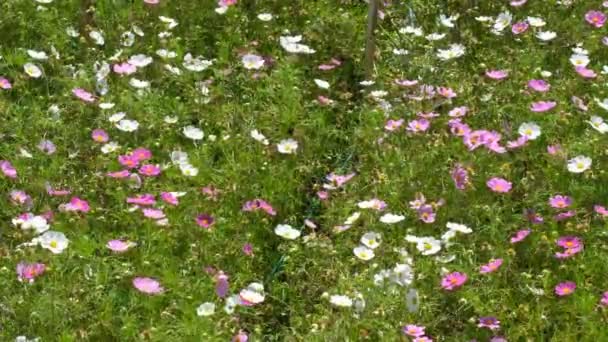 Cosmos Flowers Field Blooming Spring Season Royalty High Quality Free — Stock Video