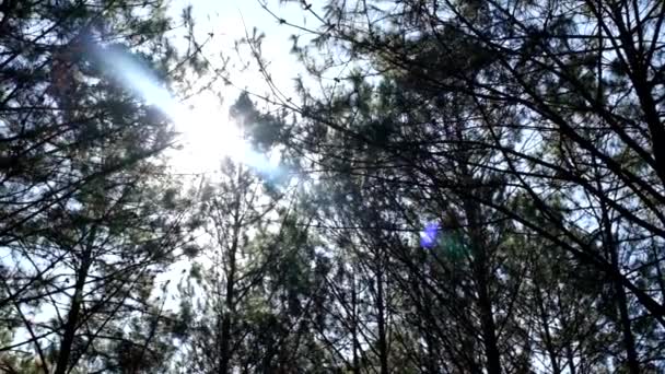 Vue vers le haut ou vers le bas des pins dans la forêt au soleil. Redevance vidéo de stock gratuit de haute qualité regardant vers le haut dans la forêt de pins pour la canopée. Feuillage vert luxuriant, arbres, lumière du soleil vue supérieure