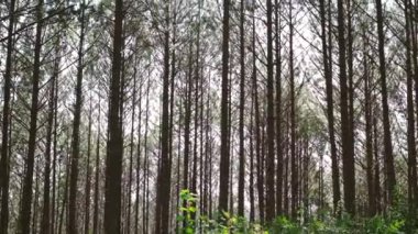 Görünümü veya alt görünümü ışığında ormandaki çam ağaçlarının. Büyük ve uzun çam ağacı ile güneş ışığı mavi gökyüzünü ararken ormandaki ayrıcalıklı yüksek kaliteli ücretsiz stok video görüntüleri doğal görünümünü