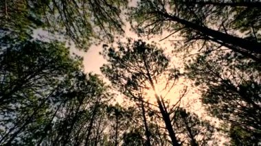 Görünümü veya alt görünümü ışığında ormandaki çam ağaçlarının. Büyük ve uzun çam ağacı ile güneş ışığı mavi gökyüzünü ararken ormandaki ayrıcalıklı yüksek kaliteli ücretsiz stok video görüntüleri doğal görünümünü