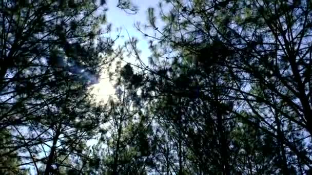 Vue vers le haut ou vers le bas des pins dans la forêt au soleil. Royauté haute qualité stock gratuit vidéo vue panoramique de grand et grand pin avec la lumière du soleil dans la forêt lors de la recherche du ciel bleu 
