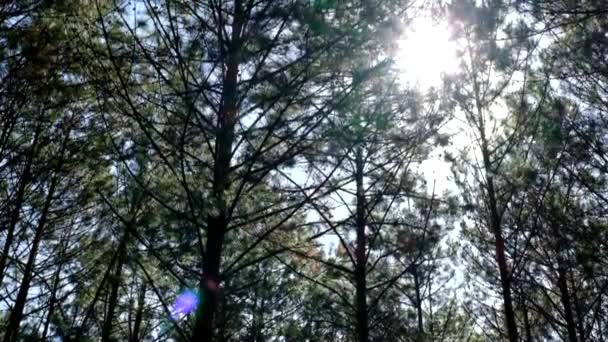 Vista Para Cima Vista Fundo Pinheiros Floresta Sol Imagens Alta — Vídeo de Stock
