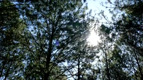 Вид Сверху Снизу Сосны Лесу Лучах Солнца Роялти Высококачественные Бесплатные — стоковое видео