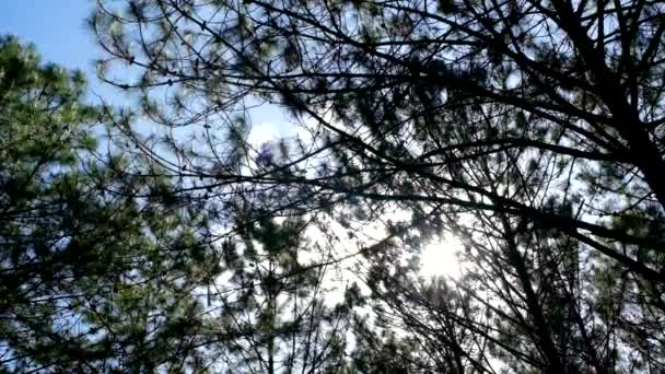 Vista Hacia Arriba Hacia Abajo Los Pinos Bosque Bajo Sol — Vídeos de Stock