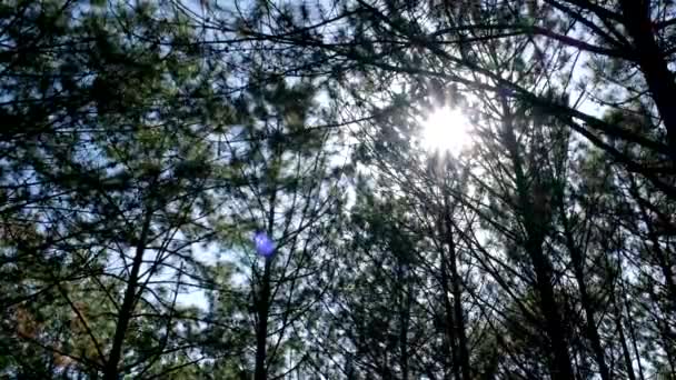 Vista Verso Alto Verso Basso Degli Alberi Pino Nella Foresta — Video Stock