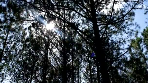 在阳光下俯瞰或俯瞰森林中的松树 皇家高质量的免费股票视频镜头 抬头看松树树冠 郁郁葱葱的绿叶 — 图库视频影像