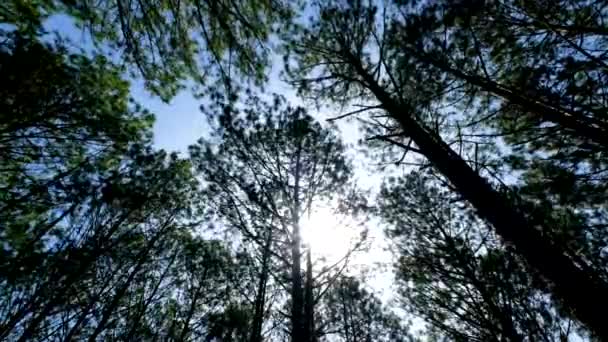 Vista Verso Alto Verso Basso Degli Alberi Pino Nella Foresta — Video Stock