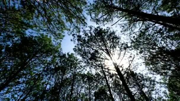 Vista Hacia Arriba Hacia Abajo Los Pinos Bosque Bajo Sol — Vídeos de Stock