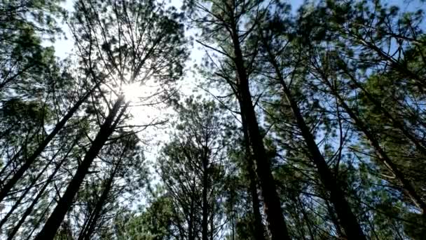 Vista Para Cima Vista Fundo Pinheiros Floresta Sol Imagens Alta — Vídeo de Stock