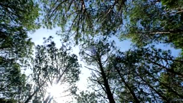 太陽の下で森の中の松の木の上または下のビューを表示します 高品質のロイヤルティフリーストックビデオキャノピーに松の森の木を検索します 緑豊かな葉 日光の上部ビュー — ストック動画