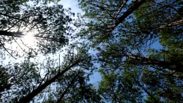 太陽の下で森の中の松の木の上または下のビューを表示します 高品質のロイヤルティフリーストックビデオキャノピーに松の森の木を検索します 緑豊かな葉 日光の上部ビュー — ストック動画
