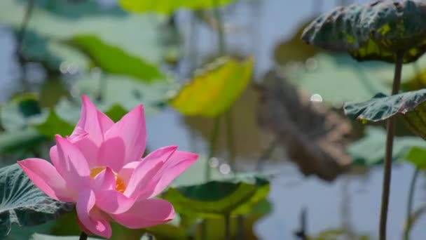 Fleur Lotus Rose Frais Nénuphar Gros Plan Sur Une Belle — Video