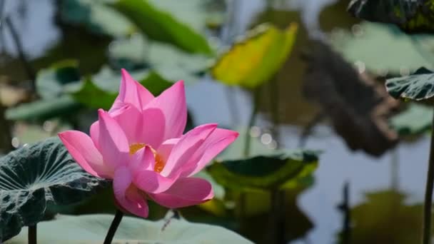 Flor Loto Rosa Fresca Lirio Agua Foco Cercano Una Hermosa — Vídeos de Stock