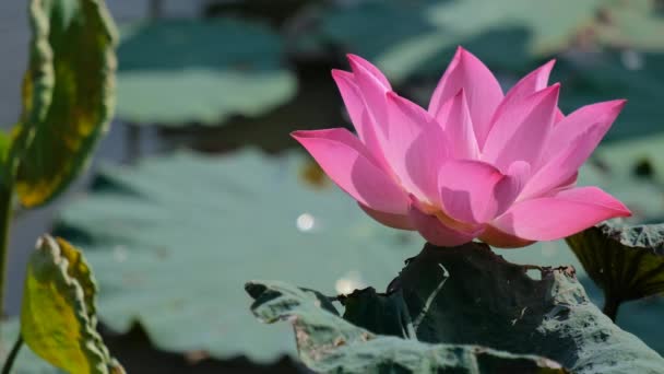 Friss Rózsaszín Lótuszvirág Vagy Tündérrózsa Közeli Fókusz Egy Gyönyörű Rózsaszín — Stock videók