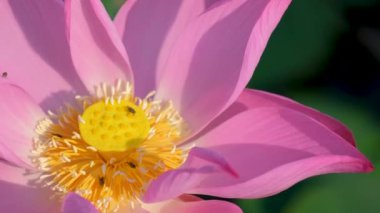 Taze pembe lotus çiçeği veya Nilüfer. Yakın odak bir güzel pembe lotus çiçek çiçek açmış. Pembe lotus çiçek ve sarı lotus tomurcuk içinde güneş ışığı bir su birikintisi arka plan olduğunu