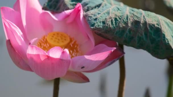 新鮮なピンクのハスの花や睡蓮 美しいピンクの蓮の花の近くにフォーカスが咲いています 背景がピンクの蓮の花と日差しの中で池に黄色の蓮のつぼみ — ストック動画