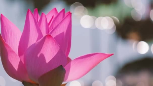 Fresh Pink Lotus Flower Water Lily Stock Footage Close Focus — Stock Video