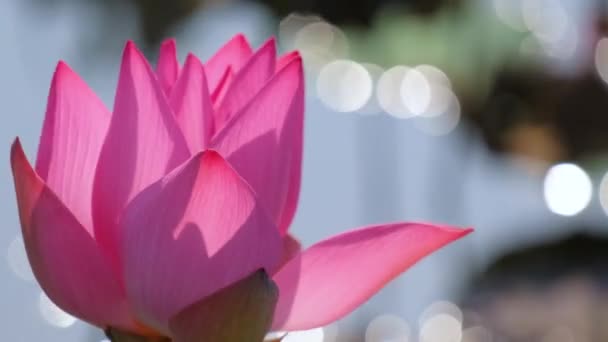 Fresh Pink Lotus Flower Water Lily Close Focus Beautiful Pink — Stock Video