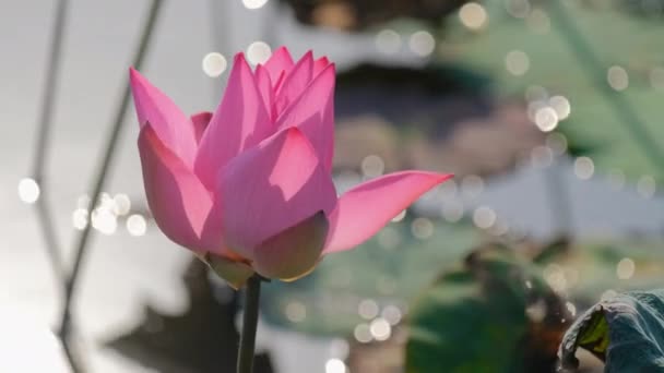 Свіжа Рожева Квітка Лотоса Або Водяна Лілія Близький Фокус Красивої — стокове відео