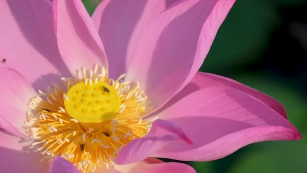 Flor Loto Rosa Fresca Lirio Agua Foco Cercano Una Hermosa — Vídeos de Stock