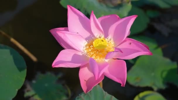 Verse Roze Lotusbloem Waterlelie Nauwe Focus Van Een Mooie Roze — Stockvideo