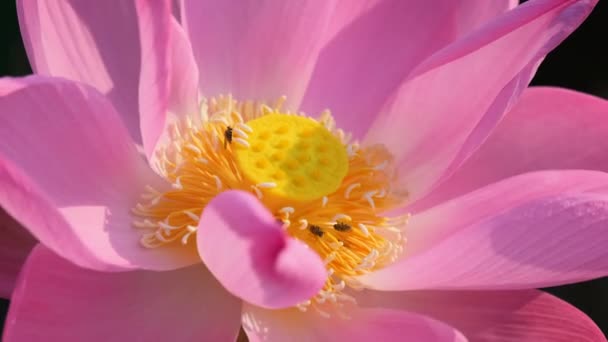 新鮮なピンクのハスの花や睡蓮 美しいピンクの蓮の花の近くにフォーカスが咲いています 背景がピンクの蓮の花と日差しの中で池に黄色の蓮のつぼみ — ストック動画