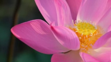 Taze pembe lotus çiçeği veya Nilüfer. Yakın odak bir güzel pembe lotus çiçek çiçek açmış. Pembe lotus çiçek ve sarı lotus tomurcuk içinde güneş ışığı bir su birikintisi arka plan olduğunu