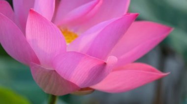 Taze pembe lotus çiçeği veya Nilüfer. Yakın odak bir güzel pembe lotus çiçek çiçek açmış. Pembe lotus çiçek ve sarı lotus tomurcuk içinde güneş ışığı bir su birikintisi arka plan olduğunu