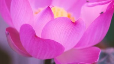 Taze pembe lotus çiçeği veya Nilüfer. Yakın odak bir güzel pembe lotus çiçek çiçek açmış. Pembe lotus çiçek ve sarı lotus tomurcuk içinde güneş ışığı bir su birikintisi arka plan olduğunu