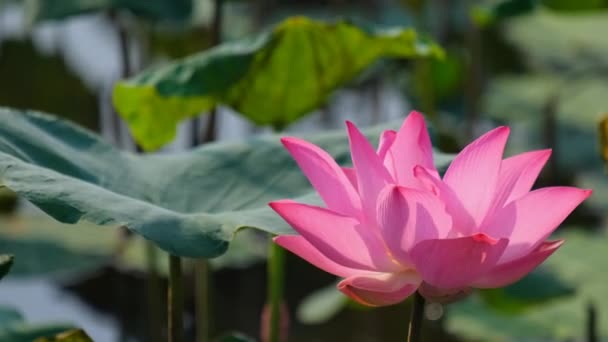 Fleur Lotus Rose Frais Nénuphar Gros Plan Sur Une Belle — Video