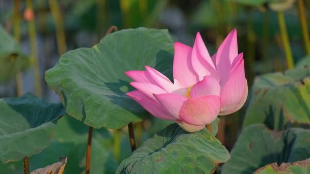 新鲜的粉红色莲花或睡莲 一个美丽的粉红色莲花的近距离焦点正在绽放 背景是在阳光下池塘里的粉红色莲花和黄色的莲花芽 — 图库视频影像