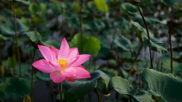 新鲜的粉红色莲花或睡莲 一个美丽的粉红色莲花的近距离焦点正在绽放 背景是在阳光下池塘里的粉红色莲花和黄色的莲花芽 — 图库视频影像