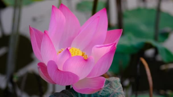 Цветок Розового Лотоса Поливной Лилии Тесное Внимание Красивого Розового Цветка — стоковое видео