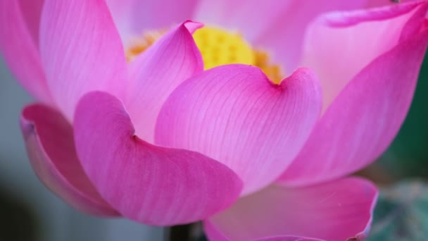 Fresh Pink Lotus Flower Water Lily Close Focus Beautiful Pink — Stock Video