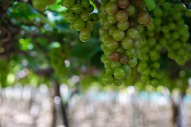 Üzüm ağacı. Demet taze yeşil greyfurt bir bağ yaprak yeşil ile asma üzerinde stok fotoğraf görüntüsü. Olgun yeşil üzüm şube bağ arka plan üzerinde üzüm yaprakları ile kapatın. Phan çaldı, Vietnam 