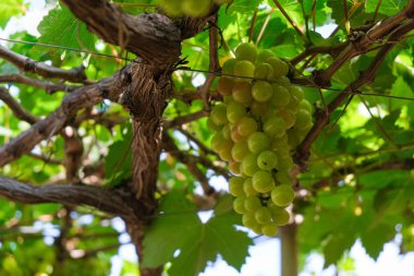 Üzüm ağacı. Stok fotoğraf görüntü demet taze yeşil üzüm meyve üzüm bağı yeşil yaprak ile asma üzerinde. Olgun yeşil üzüm şube bağ arka plan üzerinde üzüm yaprakları ile kapatın. Phan çaldı, Vietnam 